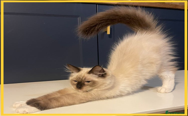 Ragdoll cats - Advert 12