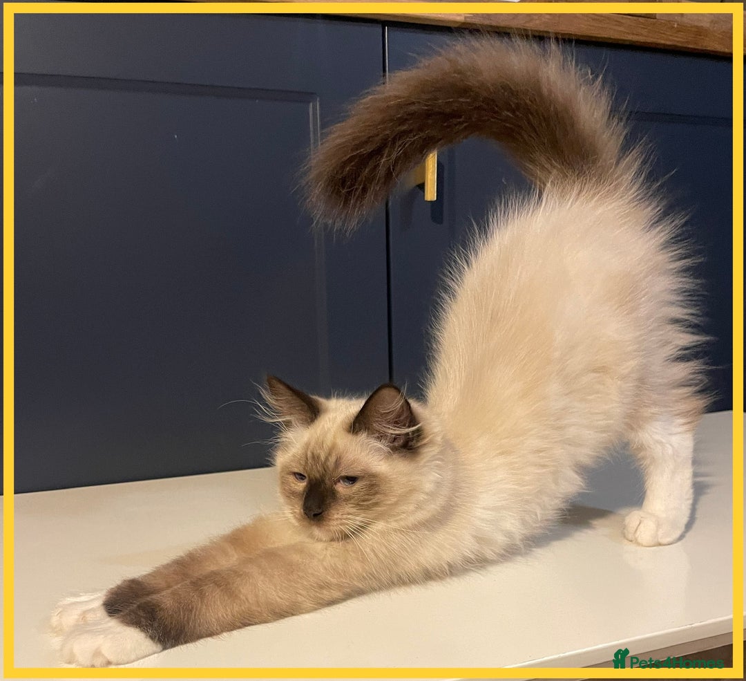 Ragdoll cats for sale: Ragdoll kittens ready now  !💞  - Image 3