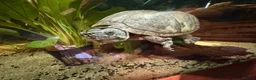 Turtle reptiles for sale: Male musk turtle  in Port Glasgow - Advert 2