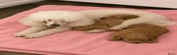 Mixed Breed dogs for sale: Fun little poodle pups - Advert 1
