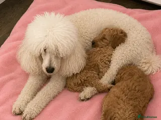 Mixed Breed dogs Fun little poodle pups - Advert 5