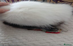 Mixed Breed cats for sale: White kitten.  - Image 7