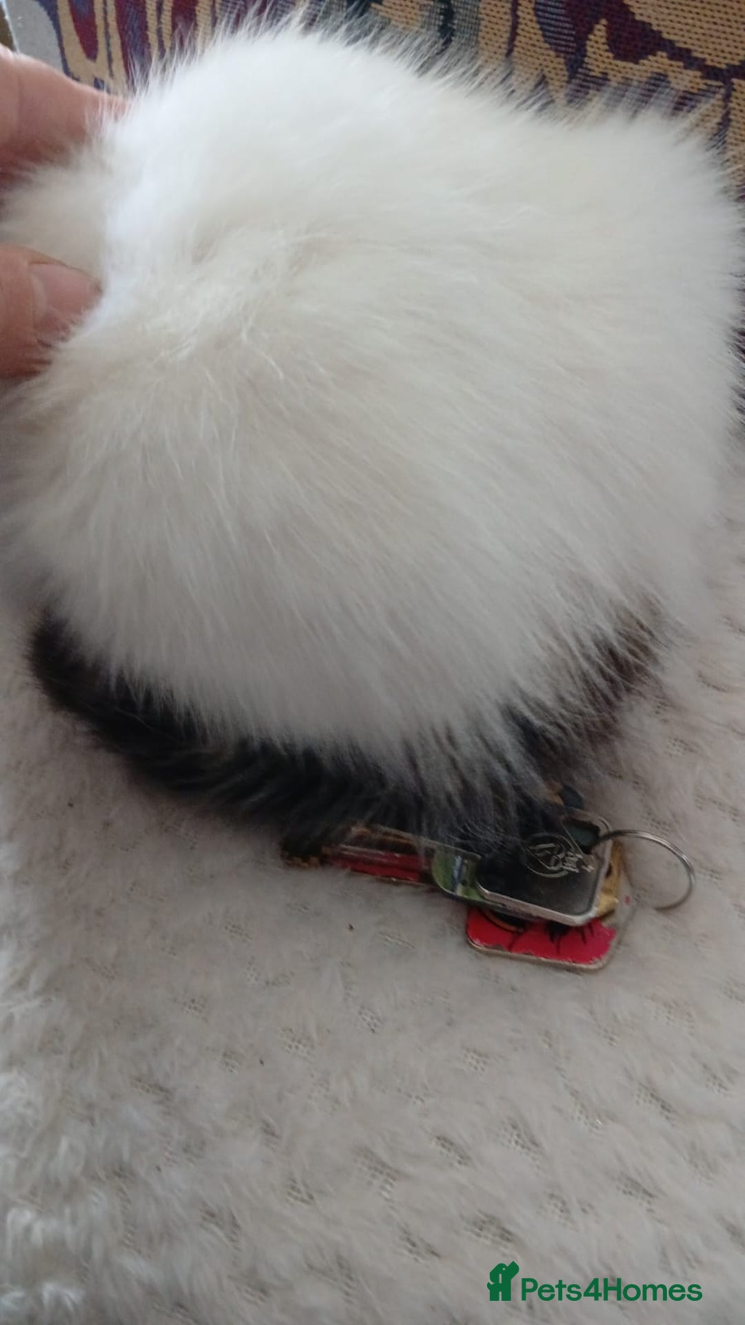 Mixed Breed cats for sale: White kitten.  - Image 7