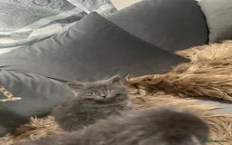 Scottish Fold cats for sale: Beautiful Scottish fold🧸🌹 - Image 8