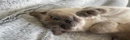Ragdoll cats for sale: Queen GCCF Ragdoll - Advert 1