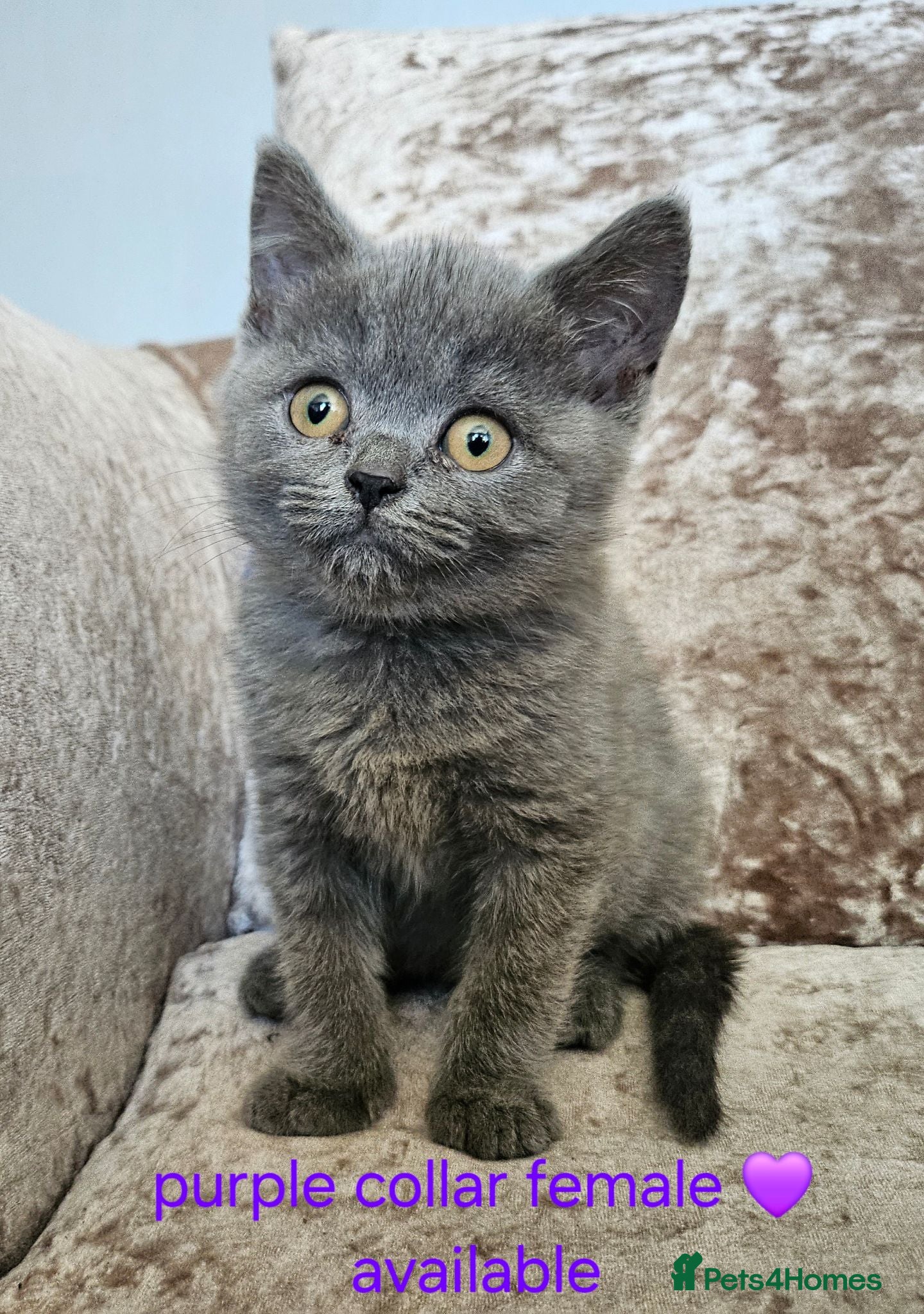 British Shorthair cats British blue shorthairs LAST 3 LEFT  - Advert 9