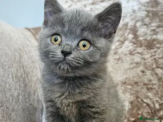 British Shorthair cats British blue shorthairs LAST 3 LEFT - Advert 9