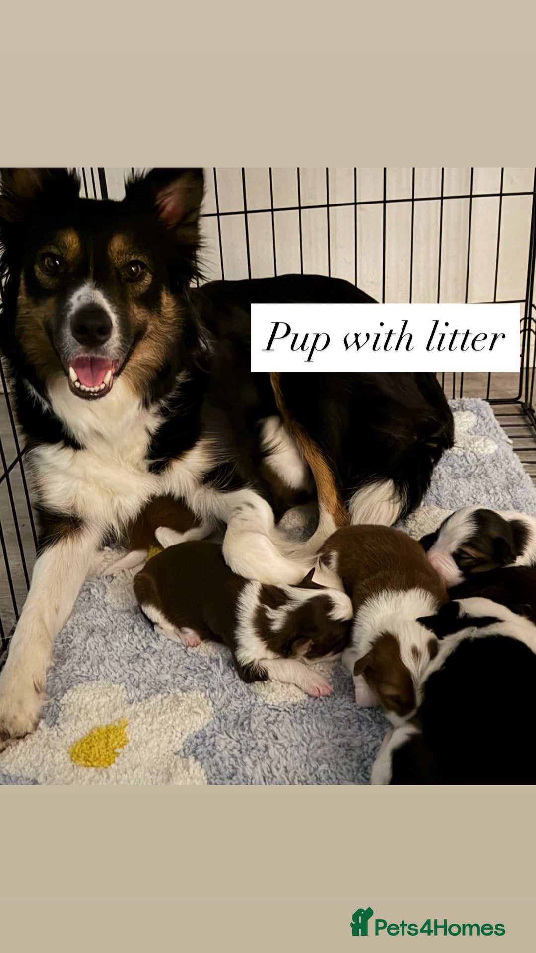 Border Collie dogs for sale: 1 lovely girl pup available  - Advert 5