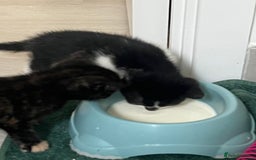 Mixed Breed cats for sale: Kittens for sale - Image 6