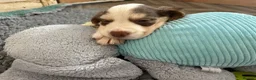 Cocker Spaniel dogs for sale: Cocker spaniel puppies from health tested parents  - Advert 13