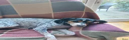 Mixed Breed dogs for adoption: Playful Pedro  - Advert 3