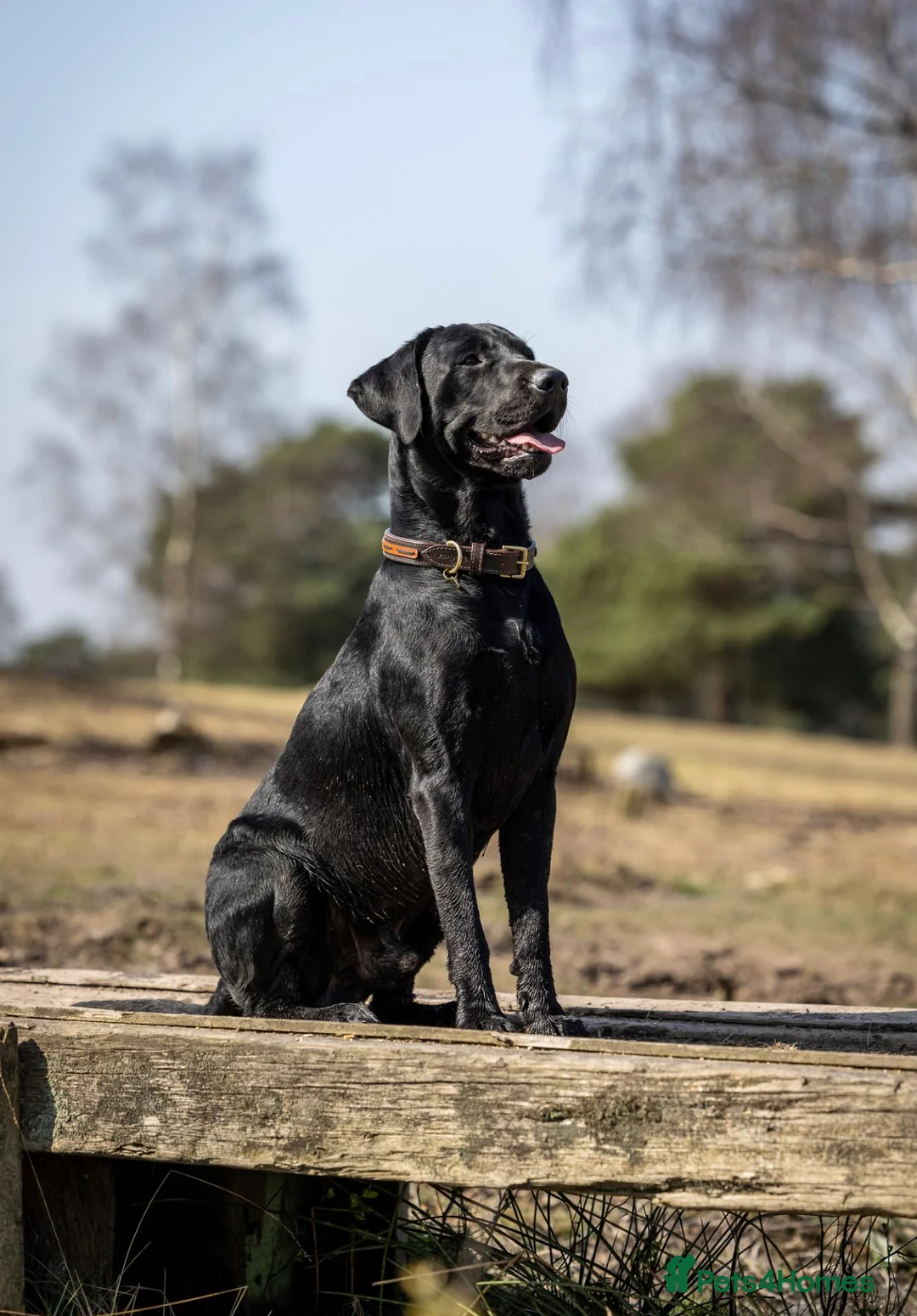 Labrador Retriever dogs for stud: KC Health Tested experienced stud  in Wimborne - Advert 2