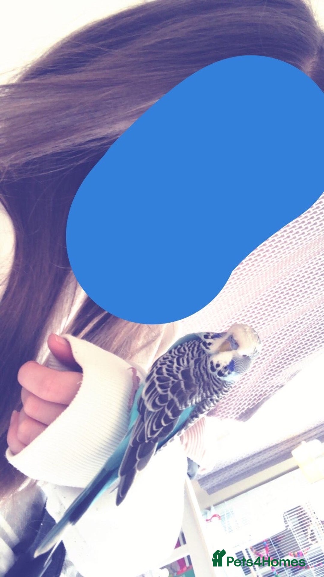 Budgerigars birds for sale: Male budgie & cage for sale - Advert 2