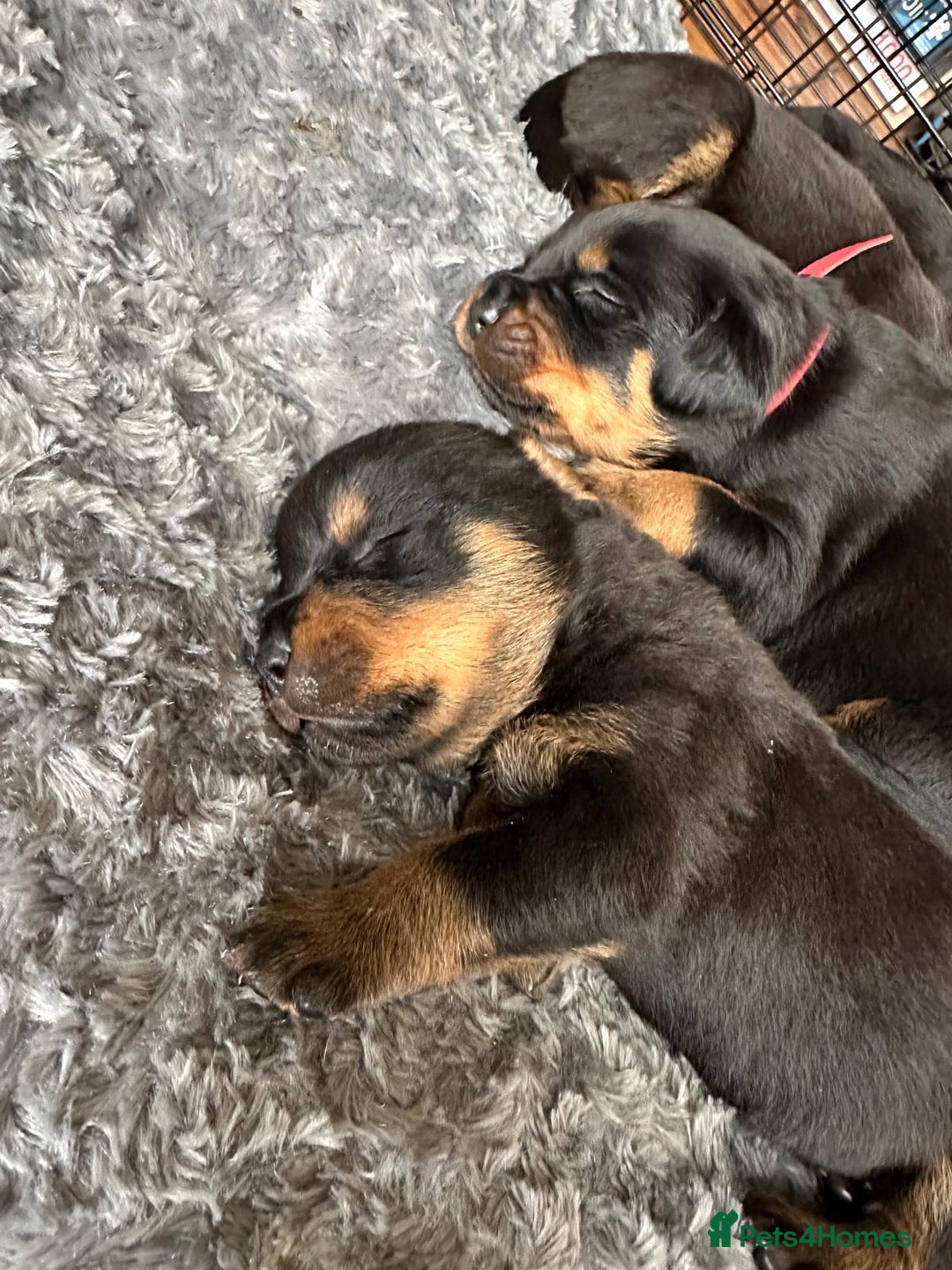 Rottweiler dogs for stud: Rottweiler for stud full pedigree, health tested  in Prescot - Advert 26