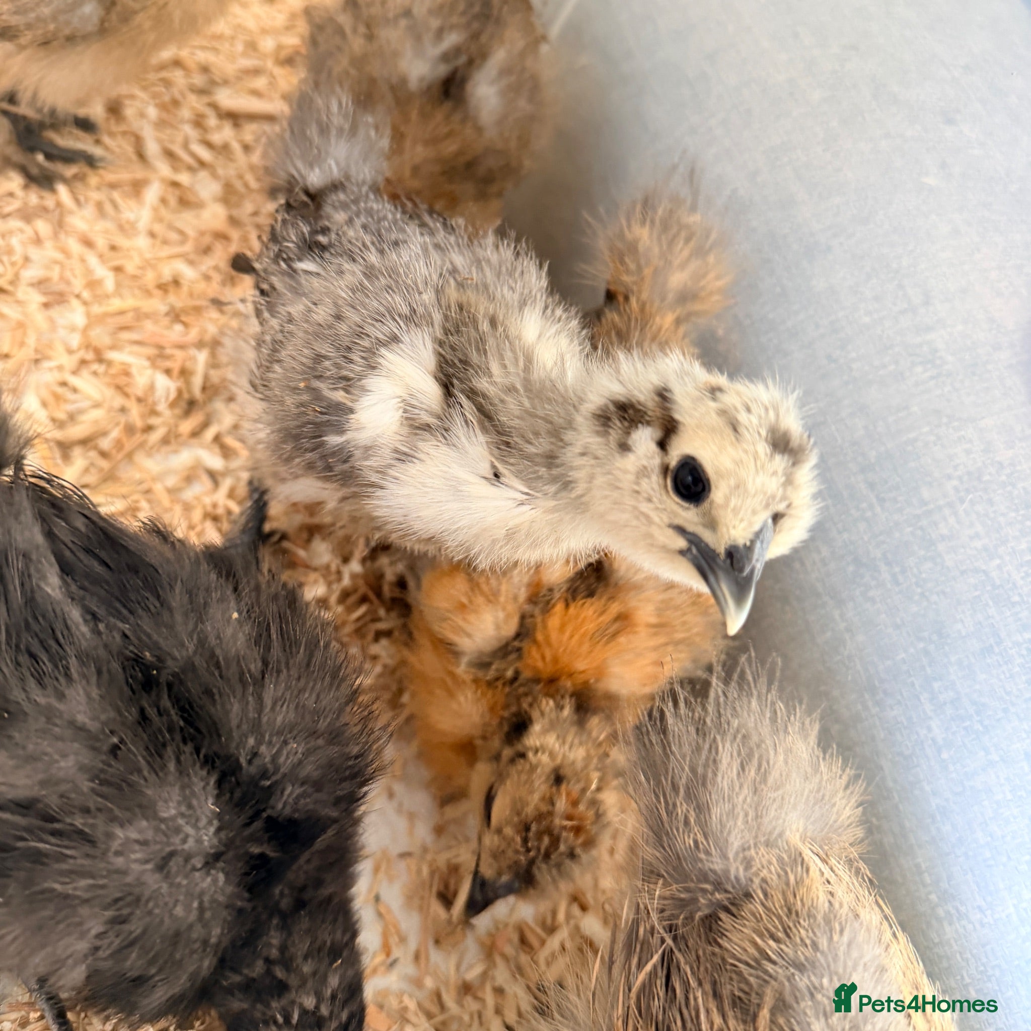 Chickens poultry Silkie chicks  - Advert 1