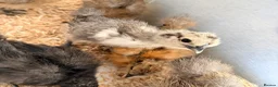 Chickens poultry for sale: Silkie chicks  - Advert 1