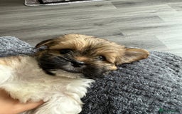 Lhasa Apso dogs for sale: 6 beautiful Lhasa's ONLY ONE BOY AND 1 GIRL LEFT  - Image 29
