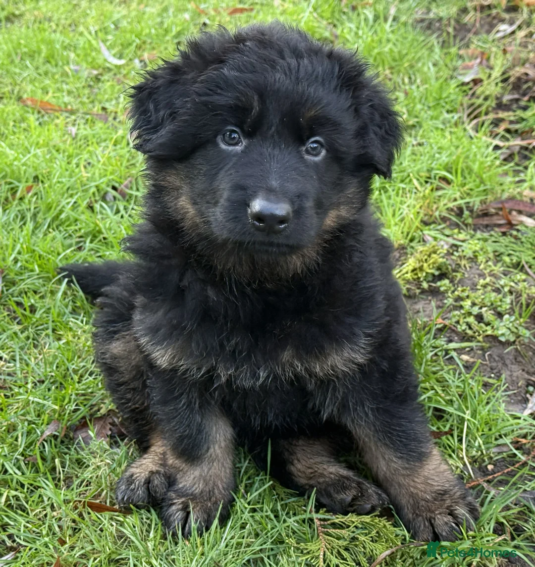 German Shepherd dogs for sale: Long coat GSD Pups With Health tested Parents - Advert 21