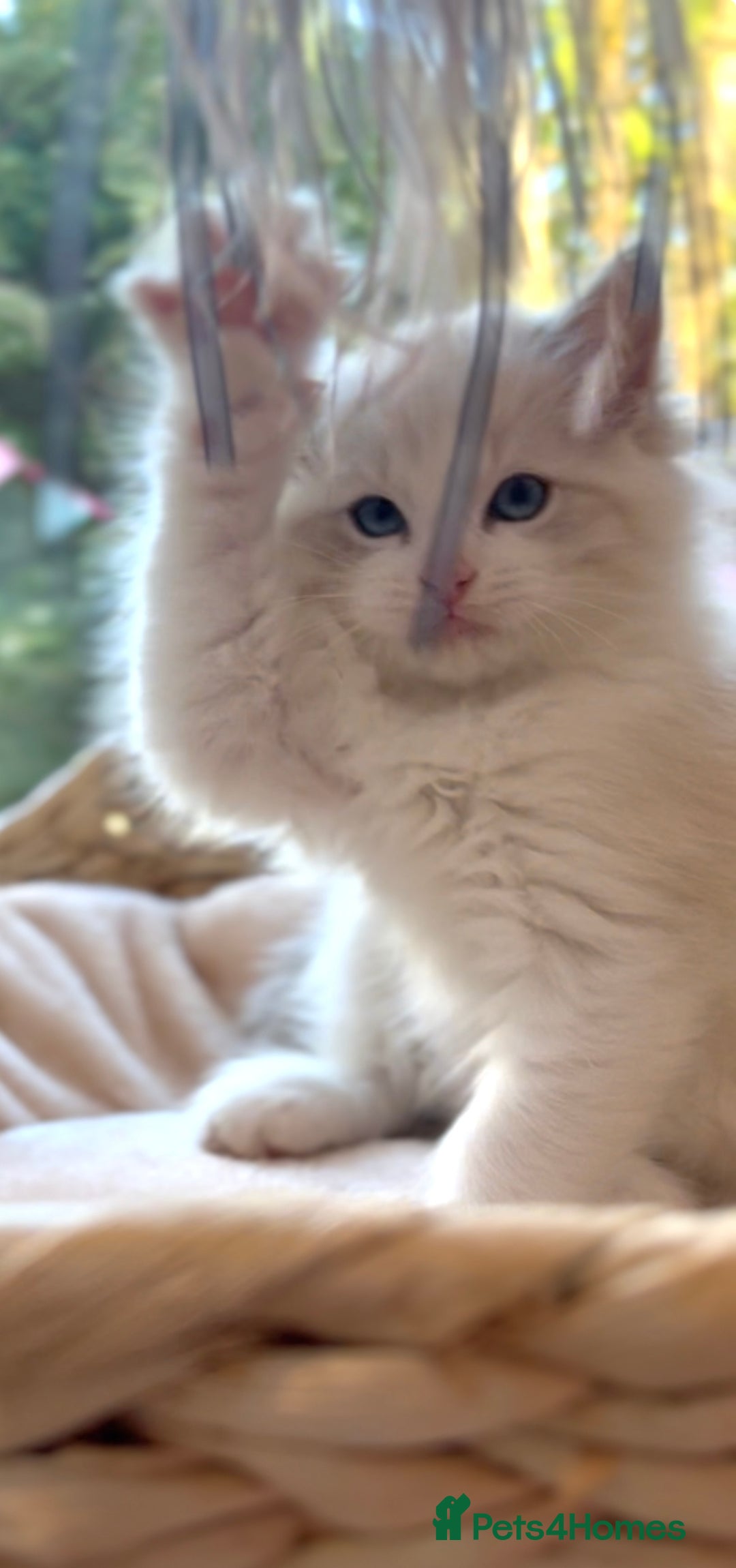 Ragdoll cats for sale: GCCF Registered. Grand Champion Bloodlines. - Advert 14