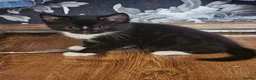 Mixed Breed cats for sale: Adorable Black & White Kittens for Sale 🐾 - Advert 17