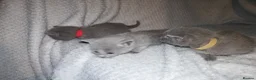 Russian Blue cats for sale: Beautiful Russian Blue Kittens  - Advert 5