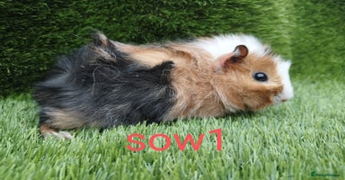 Guinea Pig rodents - Advert 8