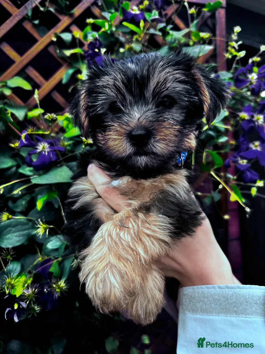 Yorkshire Terrier dogs for sale: Yorkshire Terrier Puppies  - Advert 17
