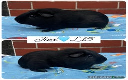 Guinea Pig rodents for sale: Guinea pig boars  - Image 11