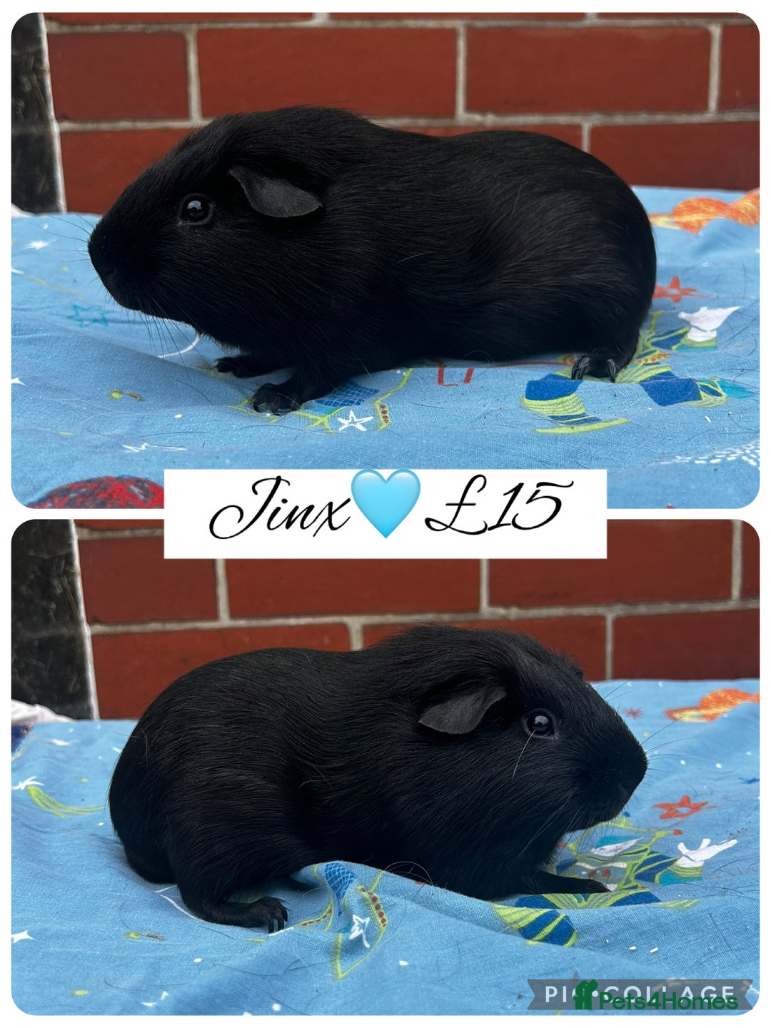 Guinea Pig rodents for sale: Guinea pig boars  - Image 11