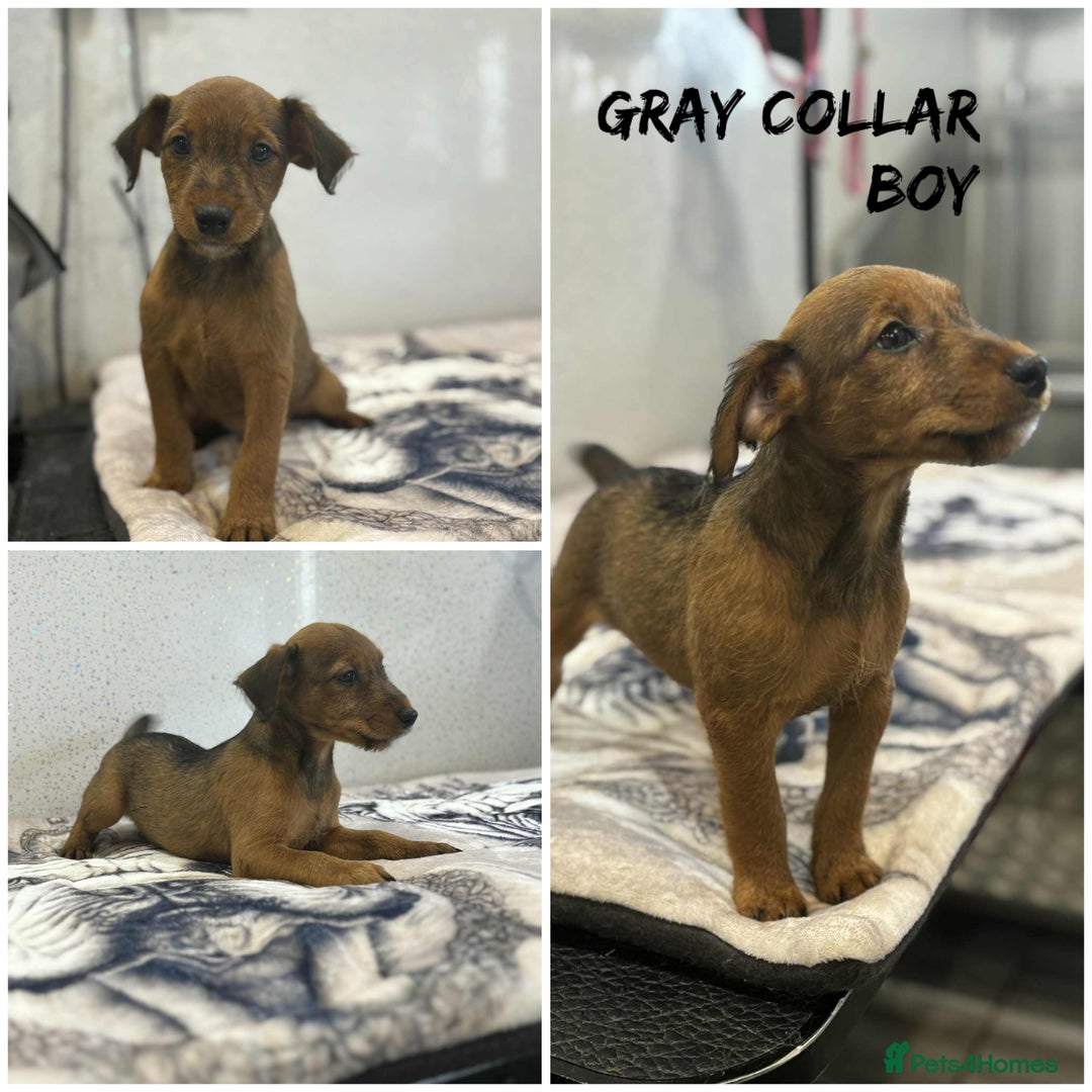 Lakeland Terrier dogs for sale: Lakeland terrier puppies  - Image 11