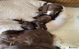 Cocker Spaniel dogs for sale: Adorable working cocker spaniel puppies  - Image 11