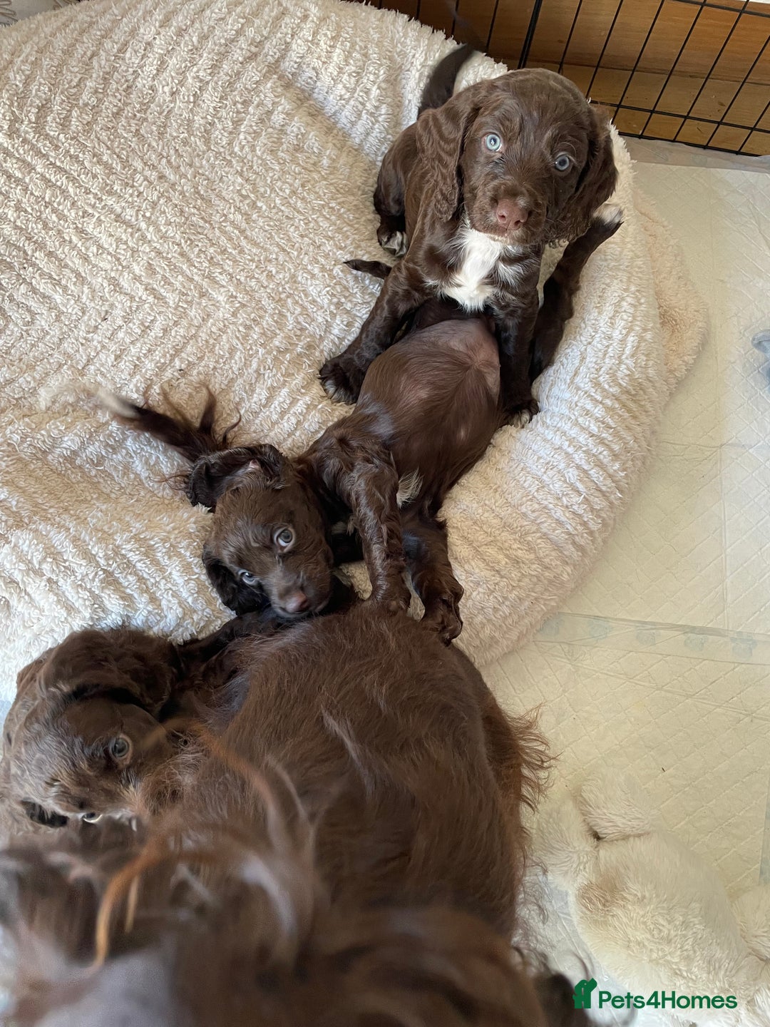 Cocker Spaniel dogs for sale: Adorable working cocker spaniel puppies  - Image 11