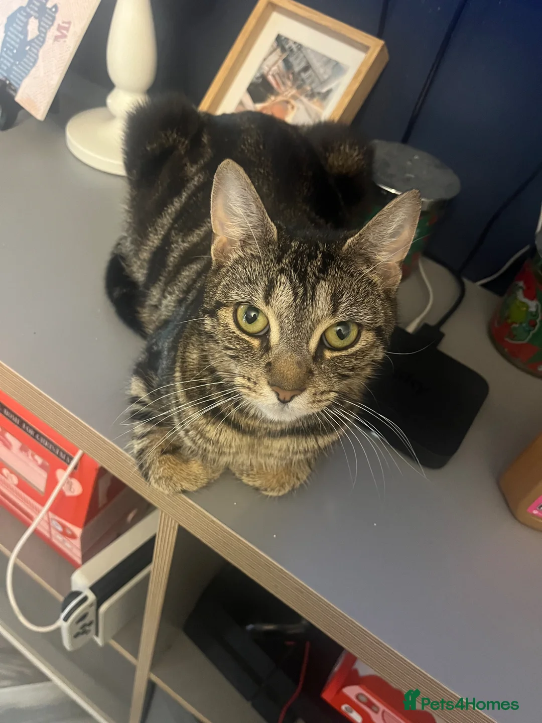 British Shorthair cats for sale: Beautiful kittens  - Advert 2