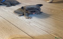 French Bulldog dogs for sale: French bulldog puppies - Image 3