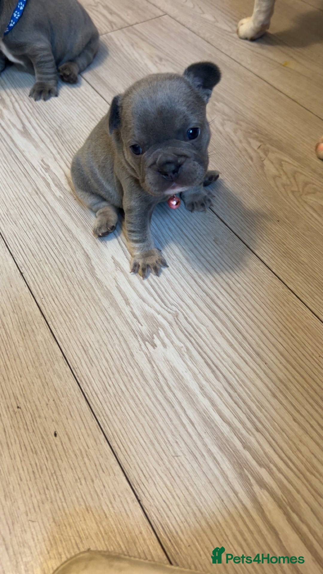 French Bulldog dogs for sale: French bulldog puppies - Image 3