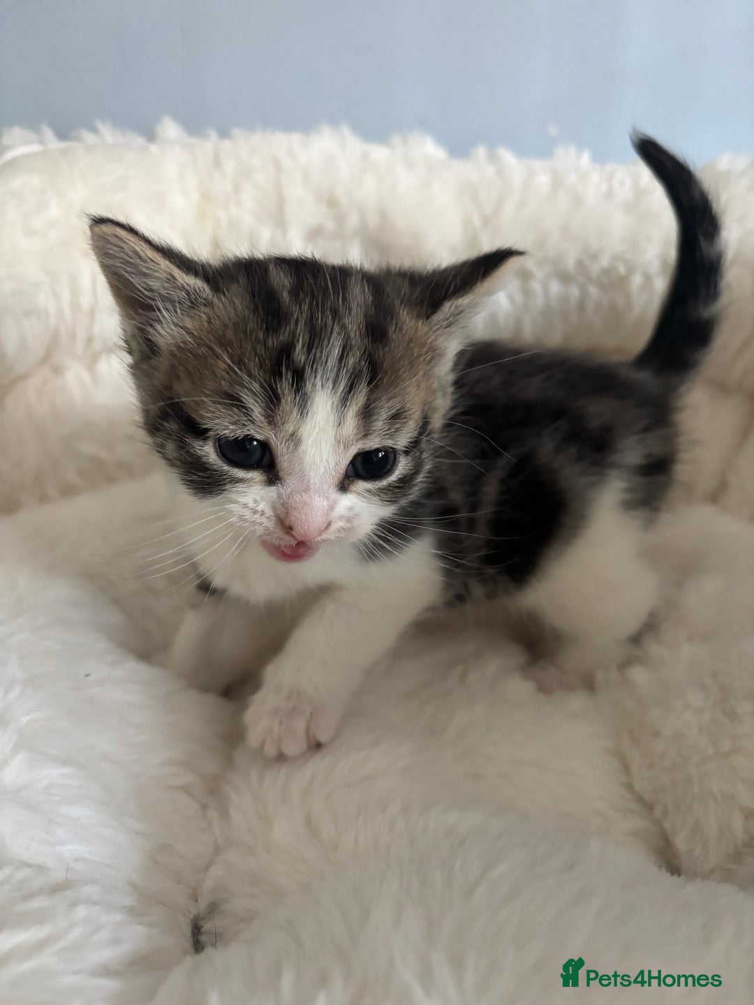Domestic Shorthair cats for adoption: -Adopt from Cats in Crisis East London  - Image 14