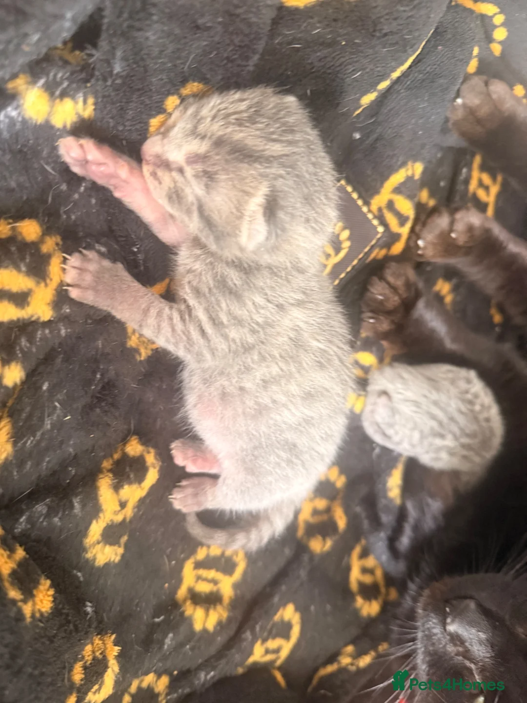 Mixed Breed cats for sale: Beautiful fur babies 🐱 - Advert 5