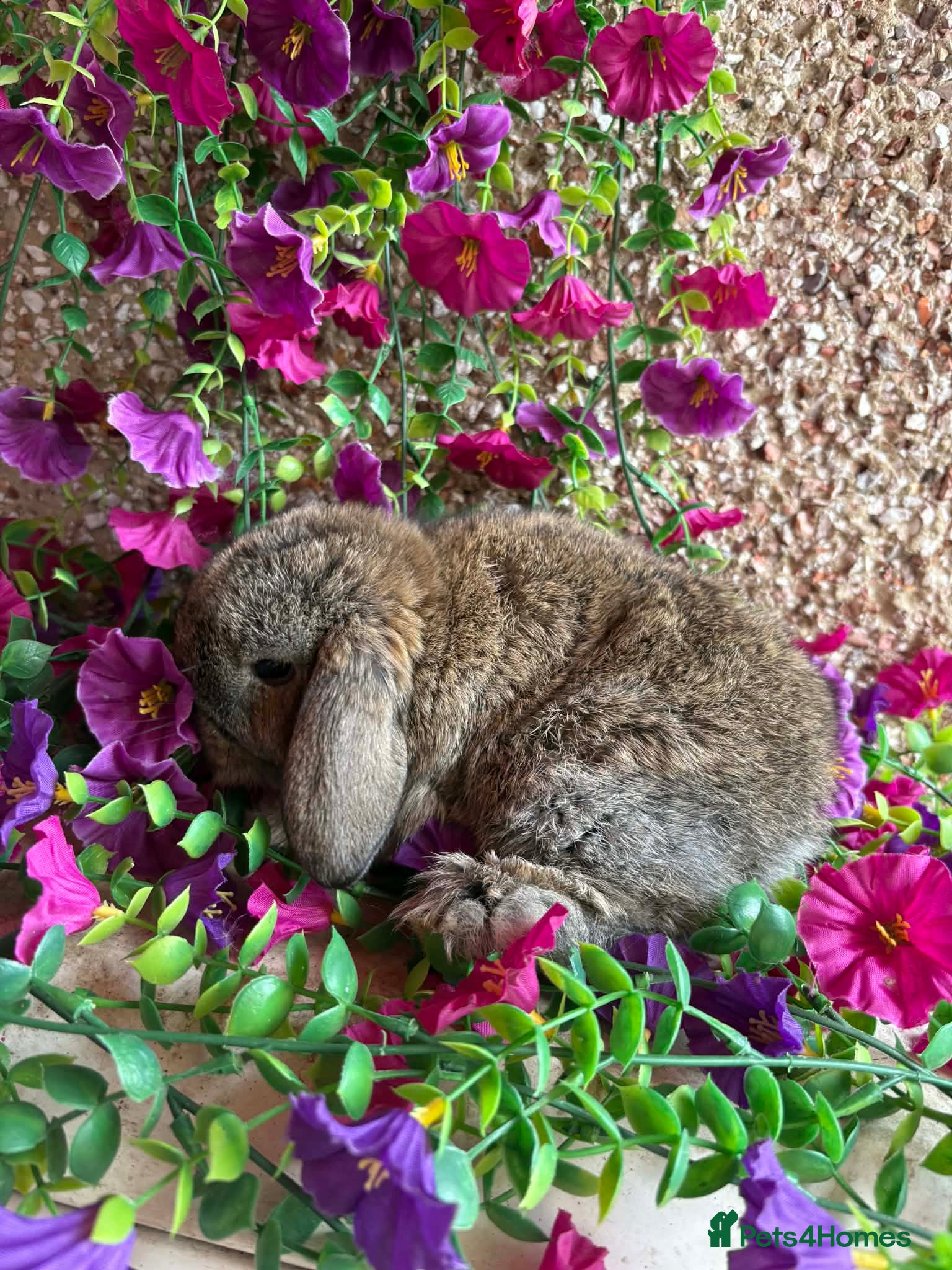 Mini Lop rabbits Mini lop baby rabbits  - Advert 2