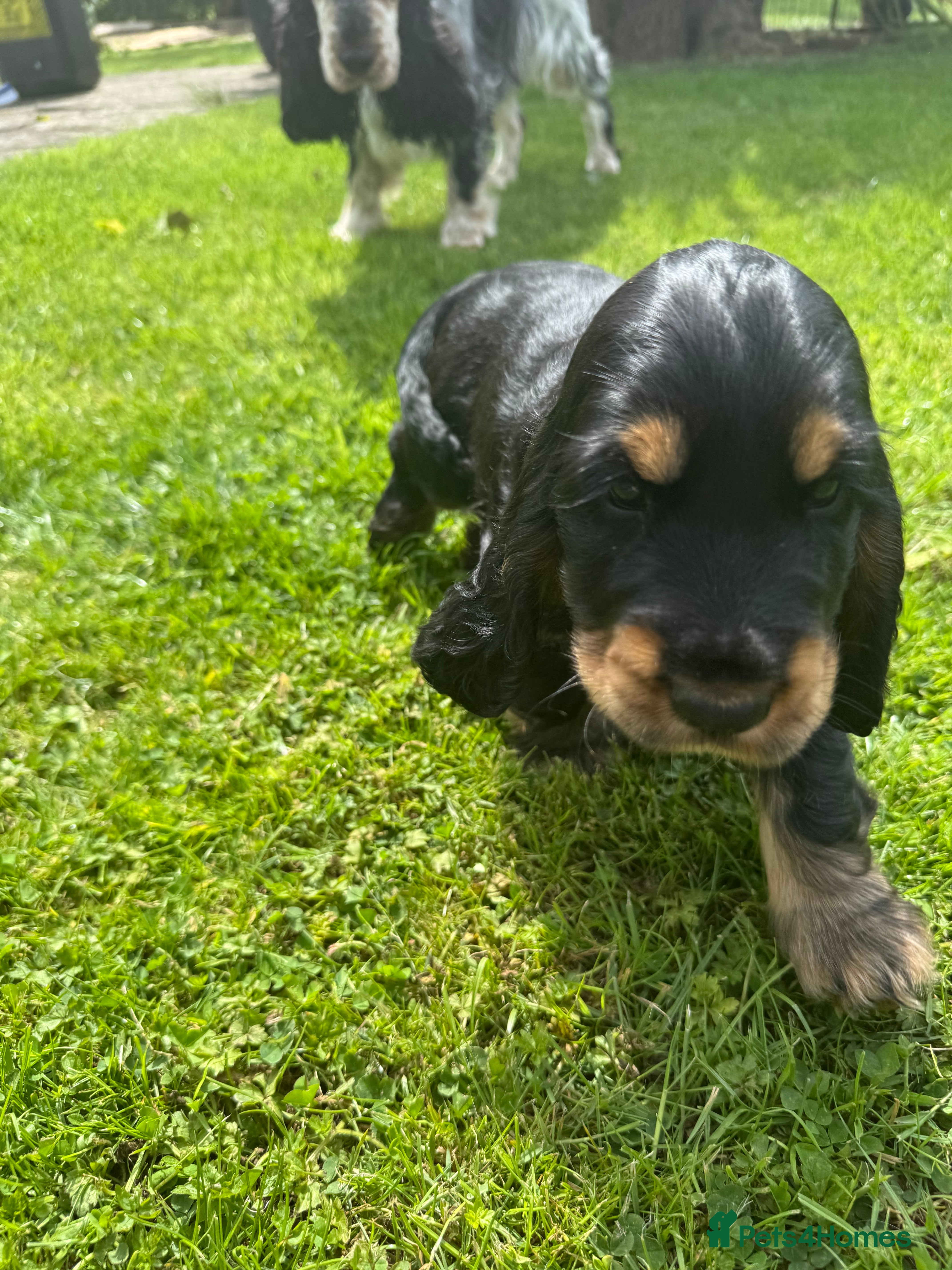 Cocker Spaniel dogs 2 Left! Stunning KC registered Show Cocker Spaniel - Advert 2