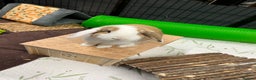 Mini Lop rabbits for sale: Male rabbit for sale - Advert 1