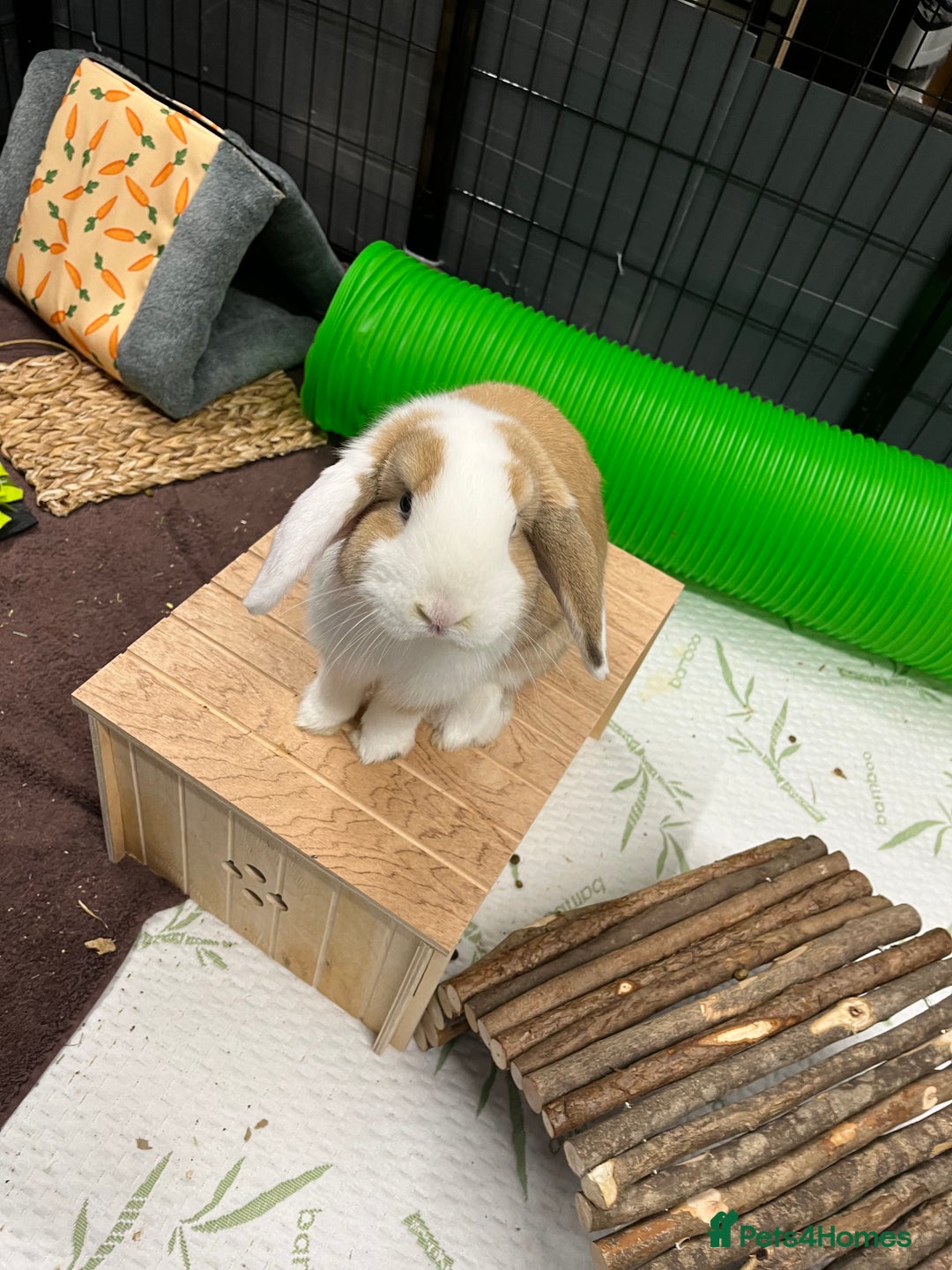 Mini Lop rabbits for sale: Male rabbit for sale - Advert 1