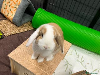 Mini Lop rabbits Male rabbit for sale - Advert 1
