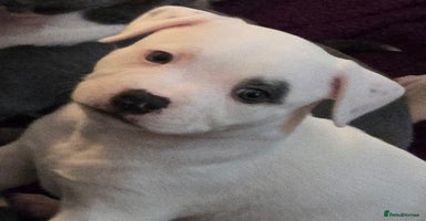 Staffordshire Bull Terrier dogs - Advert 3