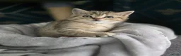 Scottish Fold cats for sale: Scottish fold litter due early September - Advert 16