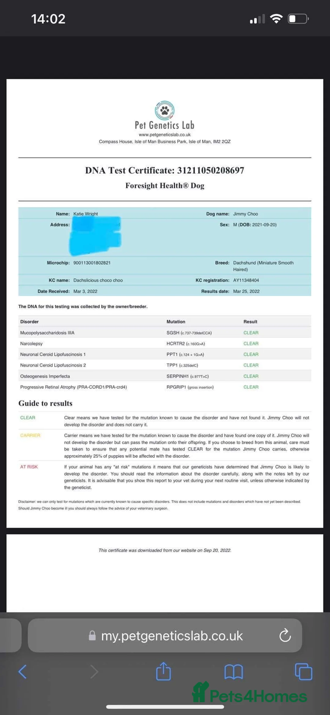 Miniature Dachshund dogs for stud: STUNNING MINIATURE DACHSHUND AVAILABLE AT STUD in Grays - Advert 14