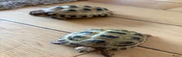 Tortoise reptiles for sale: 2 Horsefield torts, comes with full set up in Stockport - Advert 10