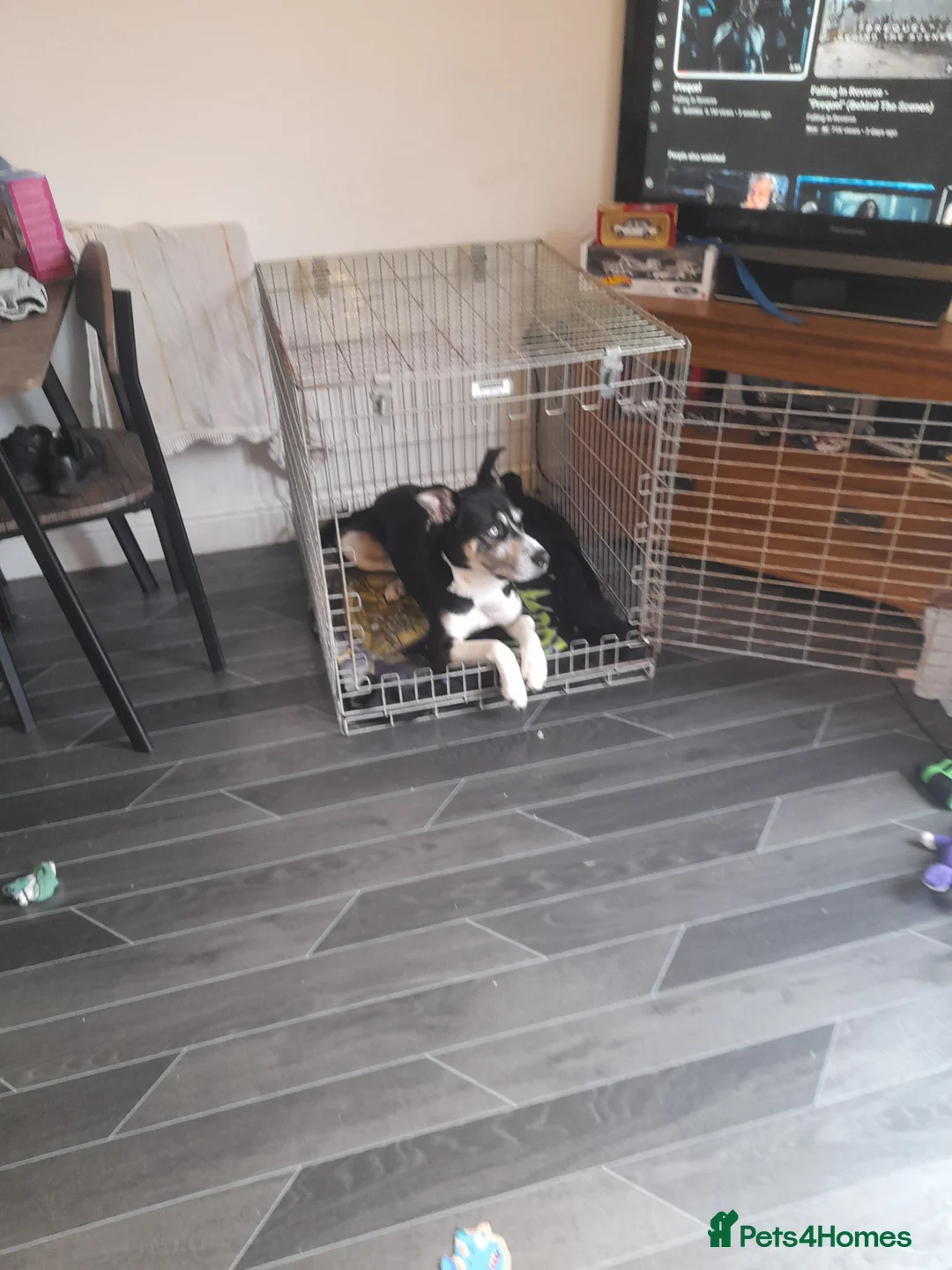 Mixed Breed dogs for sale: Hollie in Pershore - Advert 9