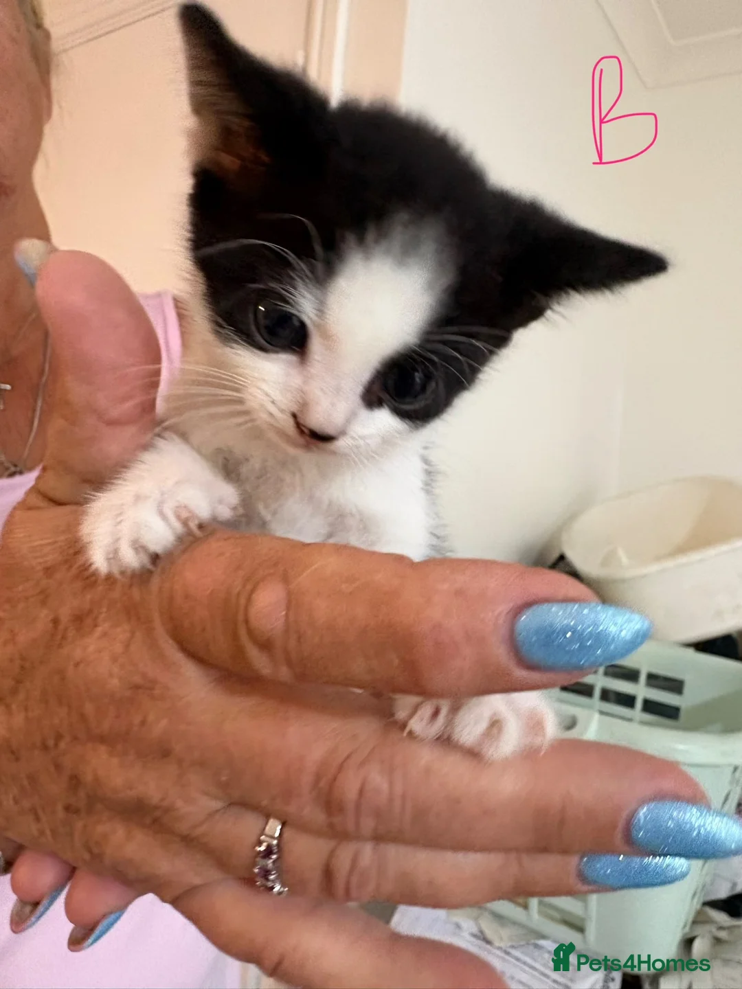 Mixed Breed cats for sale: 10 playful kittens boys and girls available - Advert 2