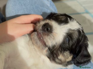 Bordoodle dogs - Advert 13