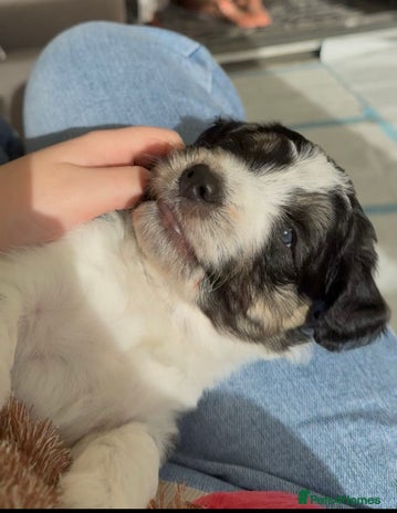 Bordoodle dogs - Advert 15